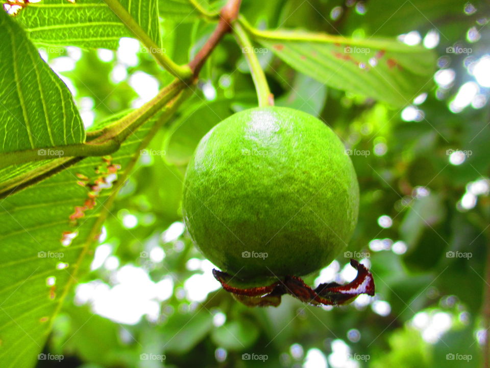 guava