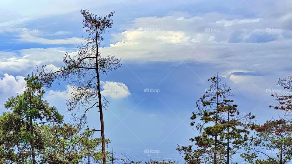 Trees soar into the sky