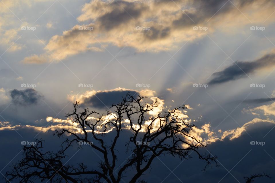 Sun rays through a cloud behind a tree 