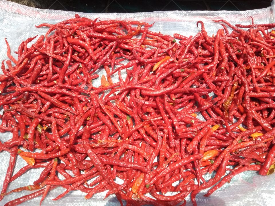 chilies dried in the sun