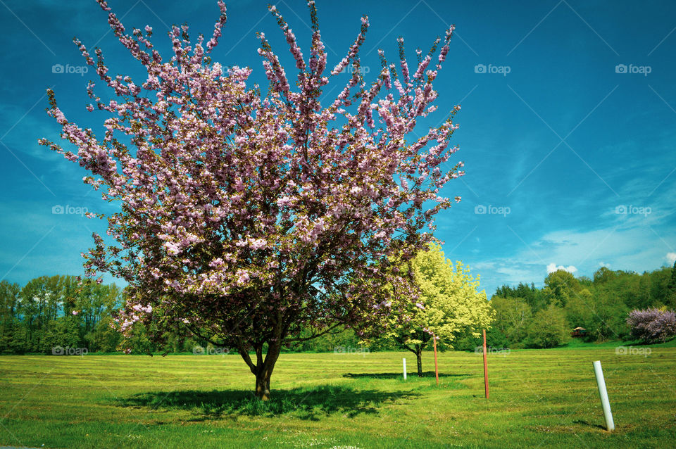 cherry blossoms in spring
