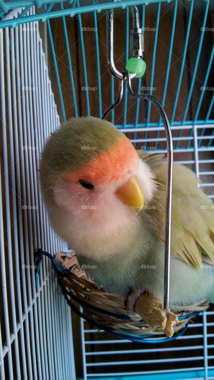 cutie bird. My pet is a Peach Faced Lovebird and he loves to be his swing.