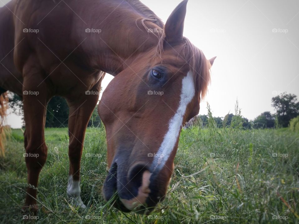 Sorrel Horse Grazing Closeup