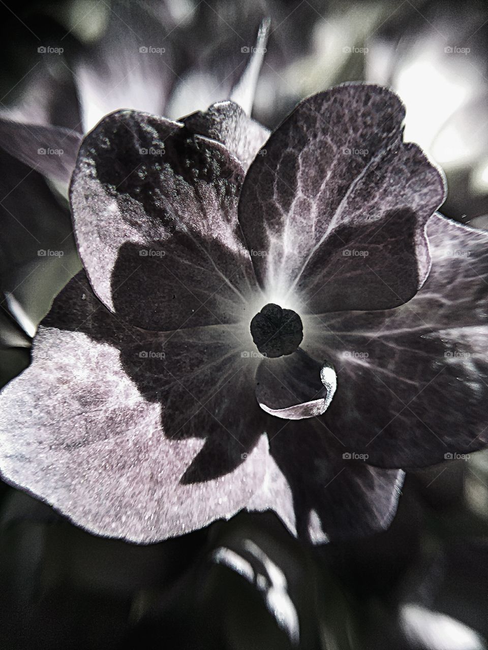 Black and White Flower Closeup