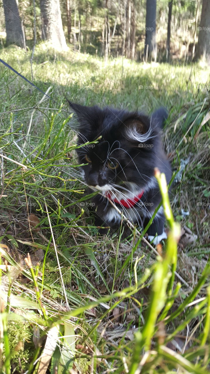 Kitten in nature