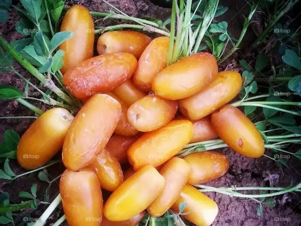autumn fruits