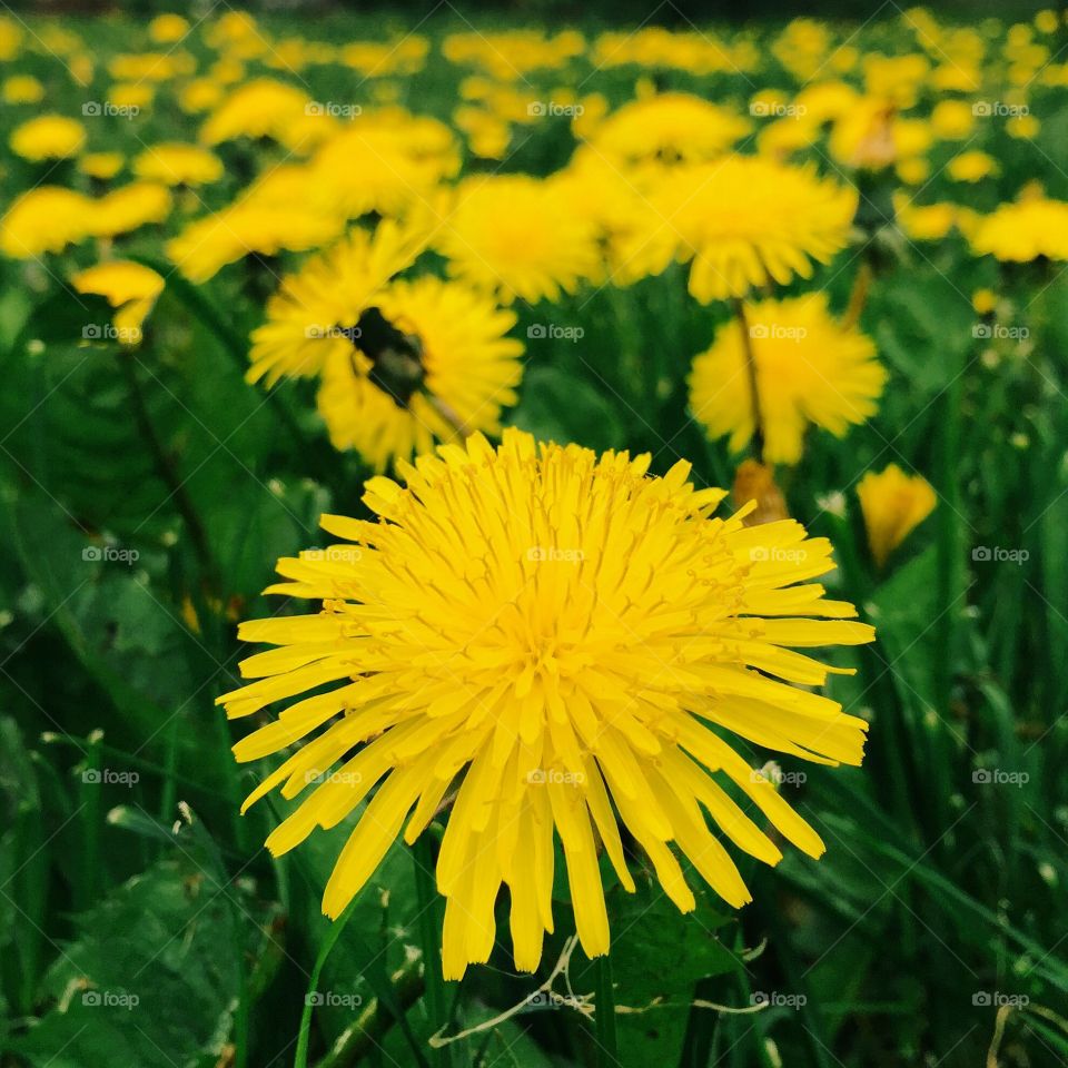 Yellow flowers