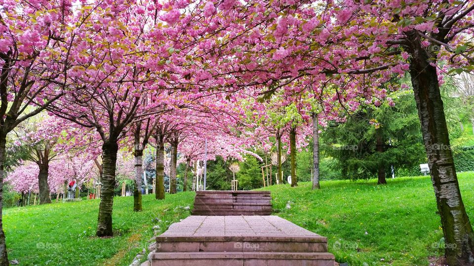 Scenic view of cherry blossom