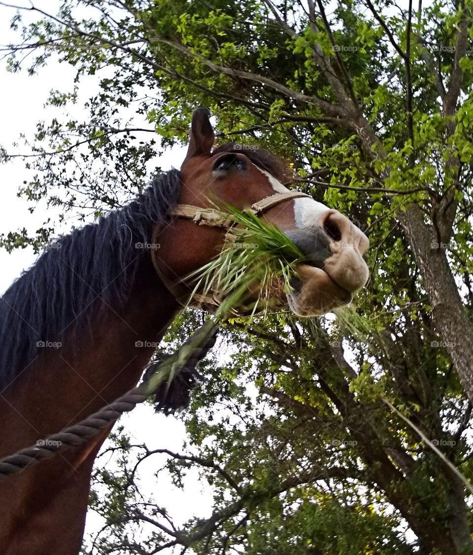 Beautiful horse eating spring grass
