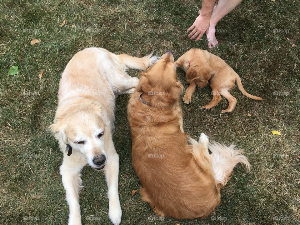 3 golden retrievers Lancelot age 14, Graeme age 4 and Tugboat age 3 months.  