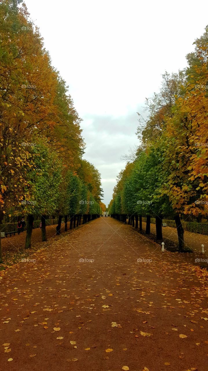 Amazing Fall Colors in the gardens of Peterhof