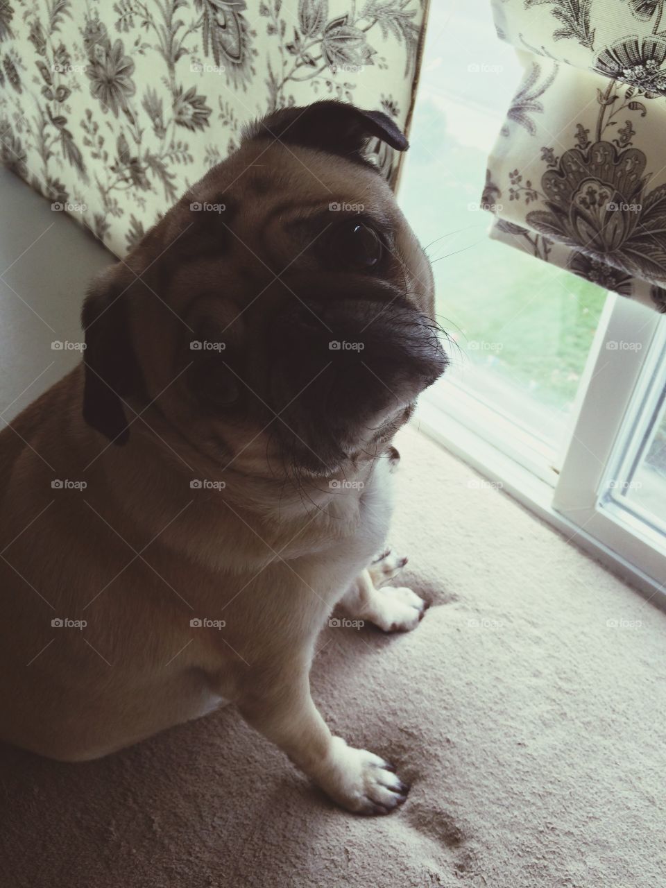 Cute pug dog, close up!