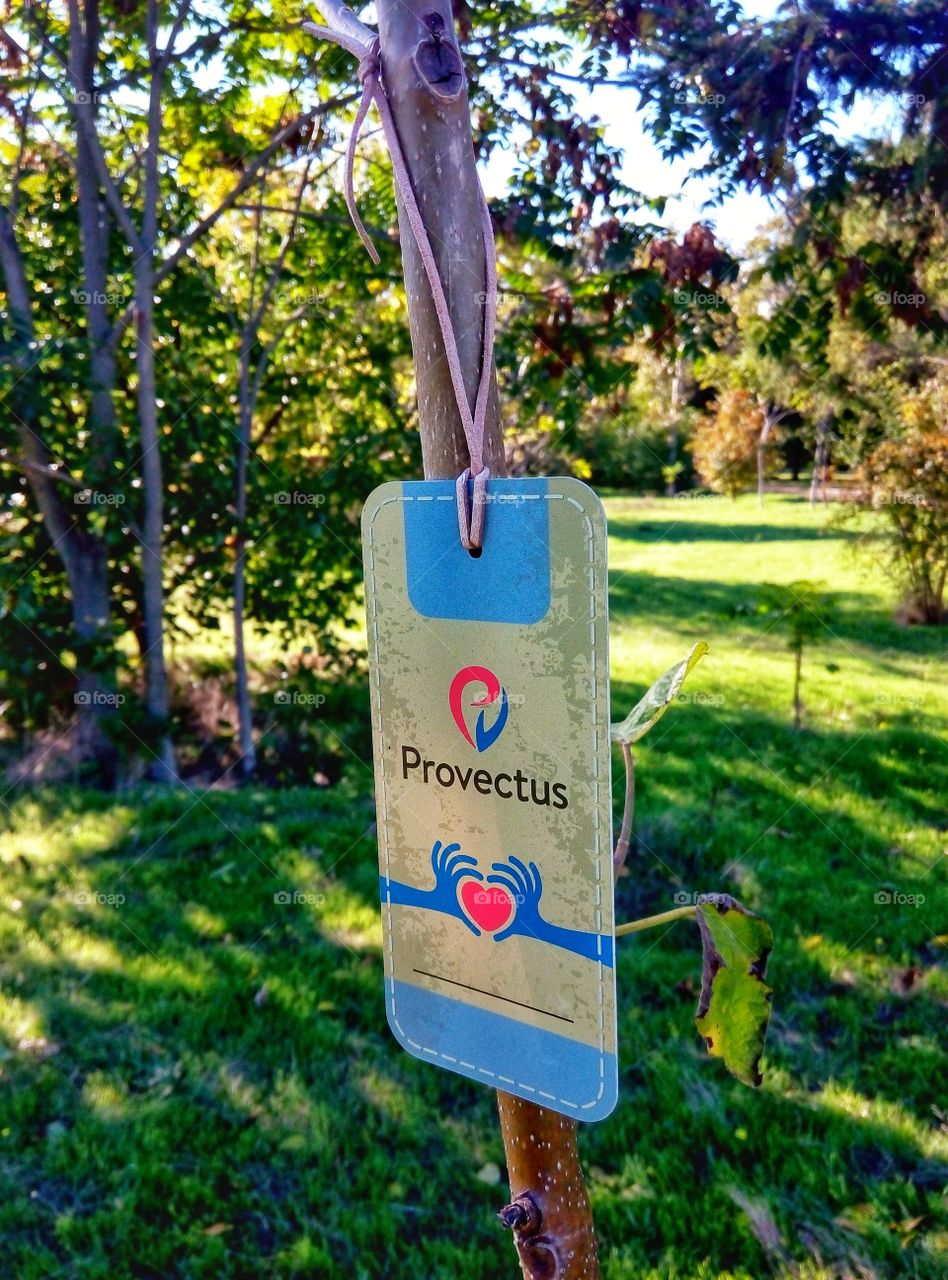 young tree молодое деревце