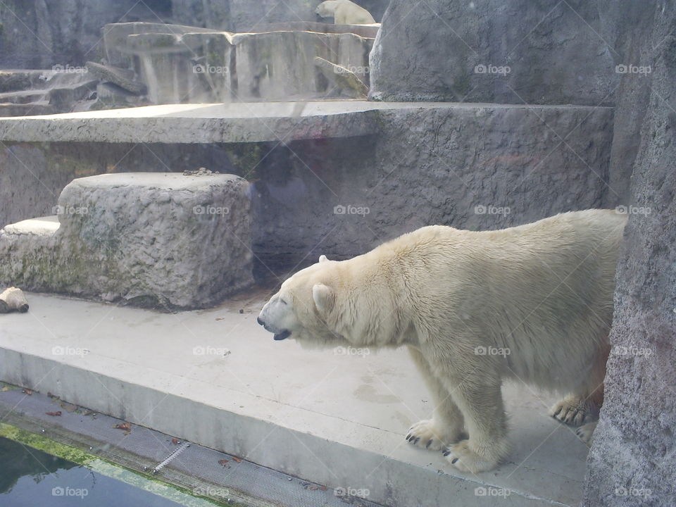 White bear