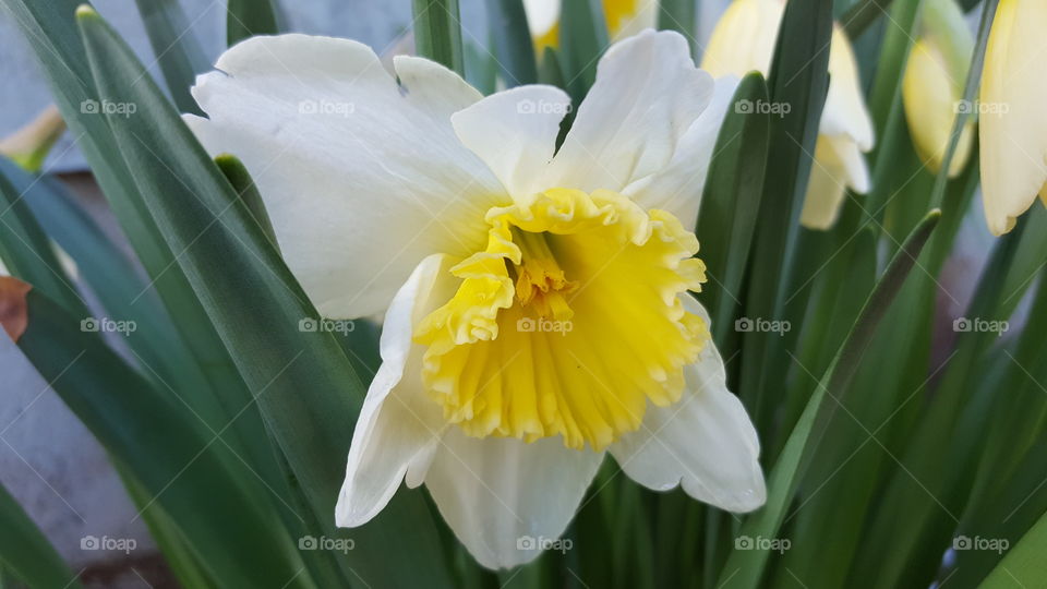 Sign spring is coming a daffodil growing by my tool shed.