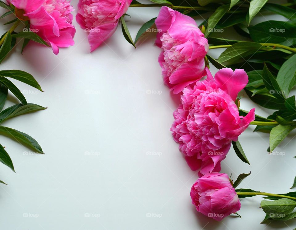 pink peony flowers on a white background top view