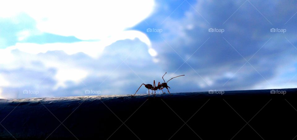 the ant walking alone