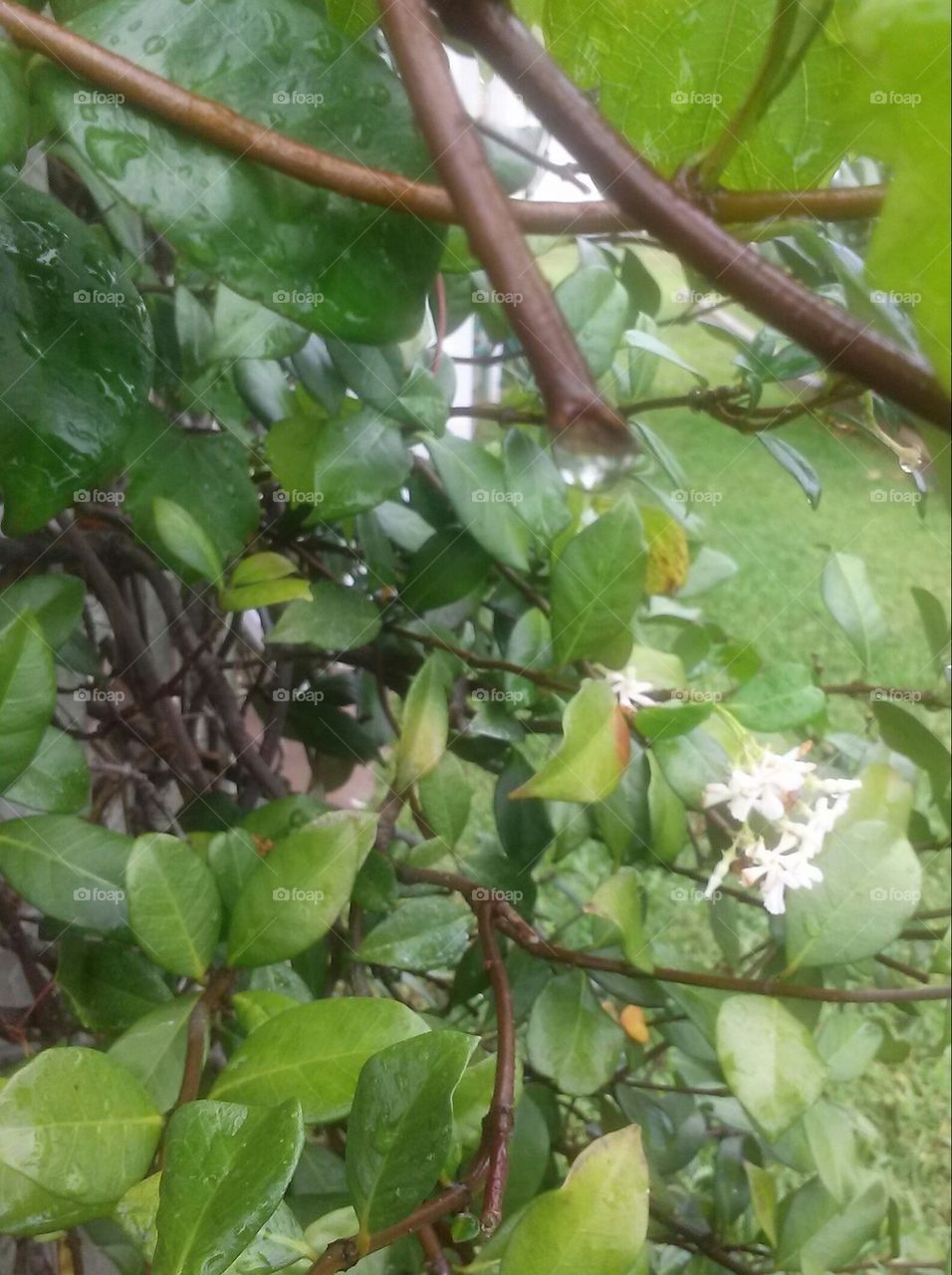jasmine and rain