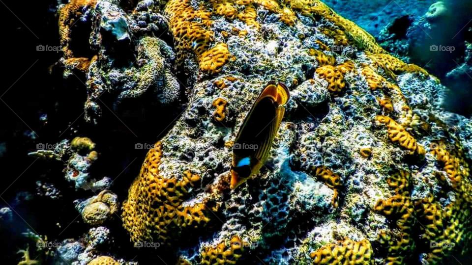 Admire the beauty of the canals of the Red Sea with us ...