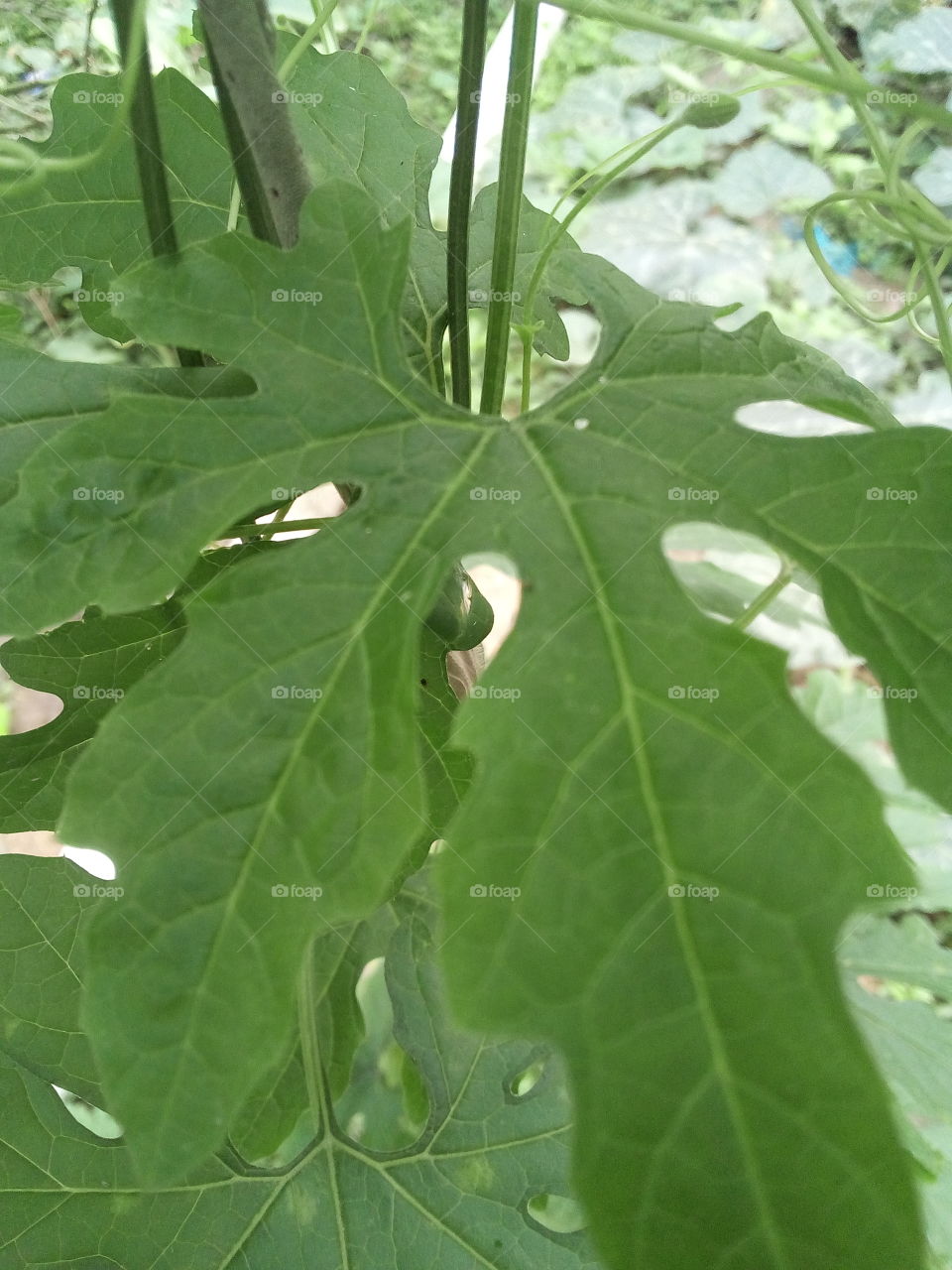 Natural corolla tree leaf