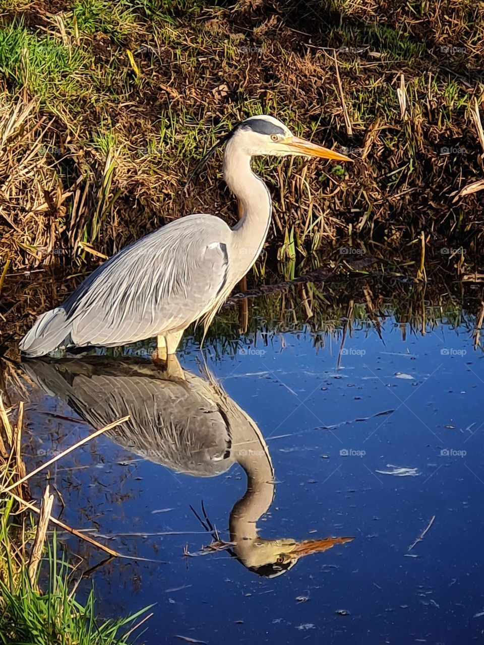 Looking for fish on the waterfront standing on his own mirror