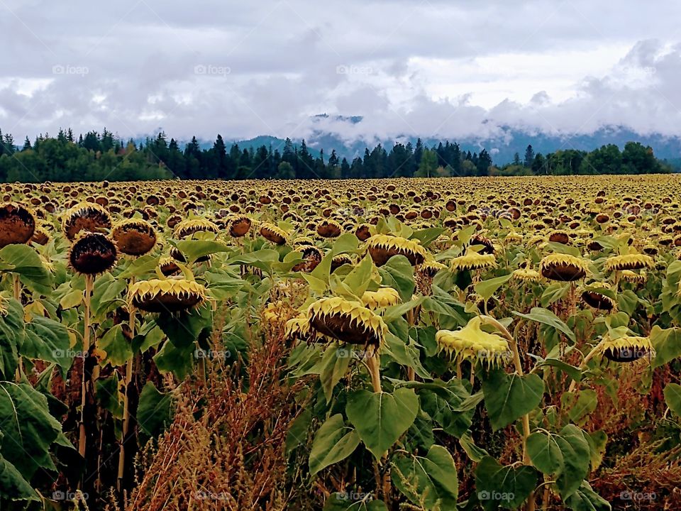 sunflower field foggy mountains