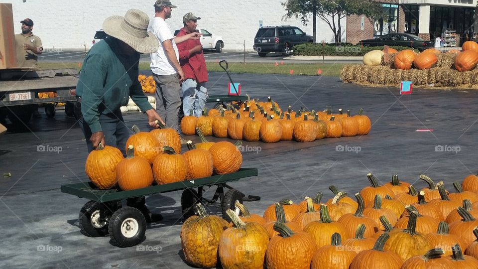 Pumpkin Patch helper