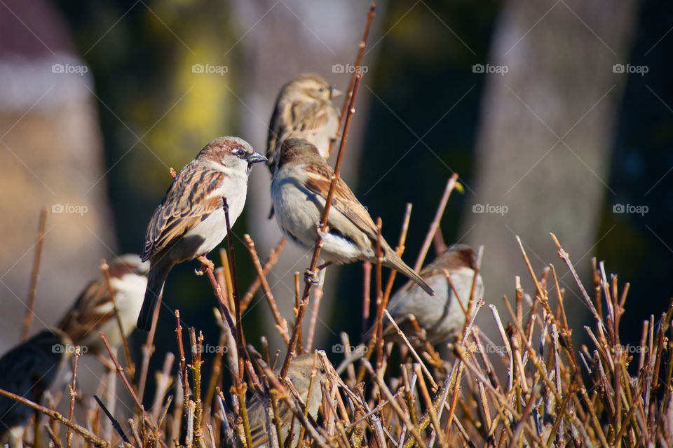 Sparrows sitting on a branch