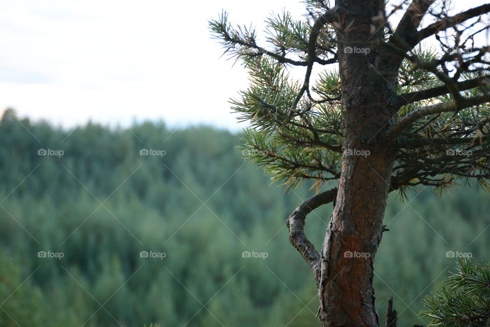 Close-up of tree trunk