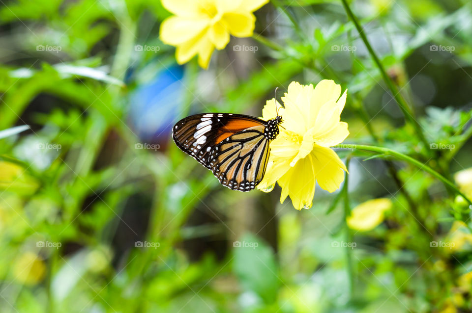 butterfly in yellow flowers
