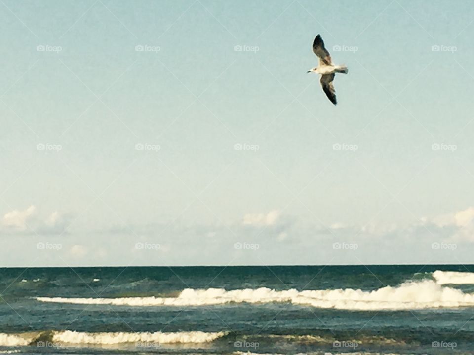 Seagull in flight 