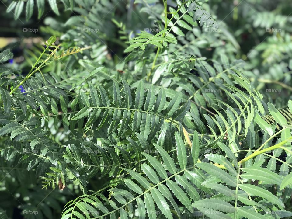 Deep yet bright green, glossy fern leaves with some in focus, and others out of focus. 