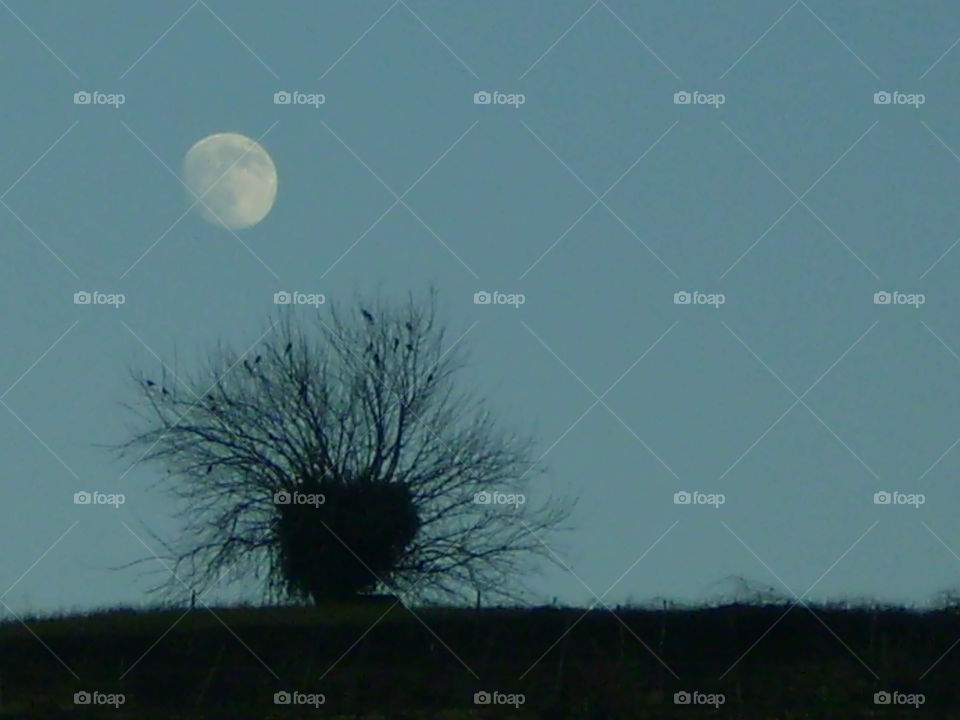 tree birds moon