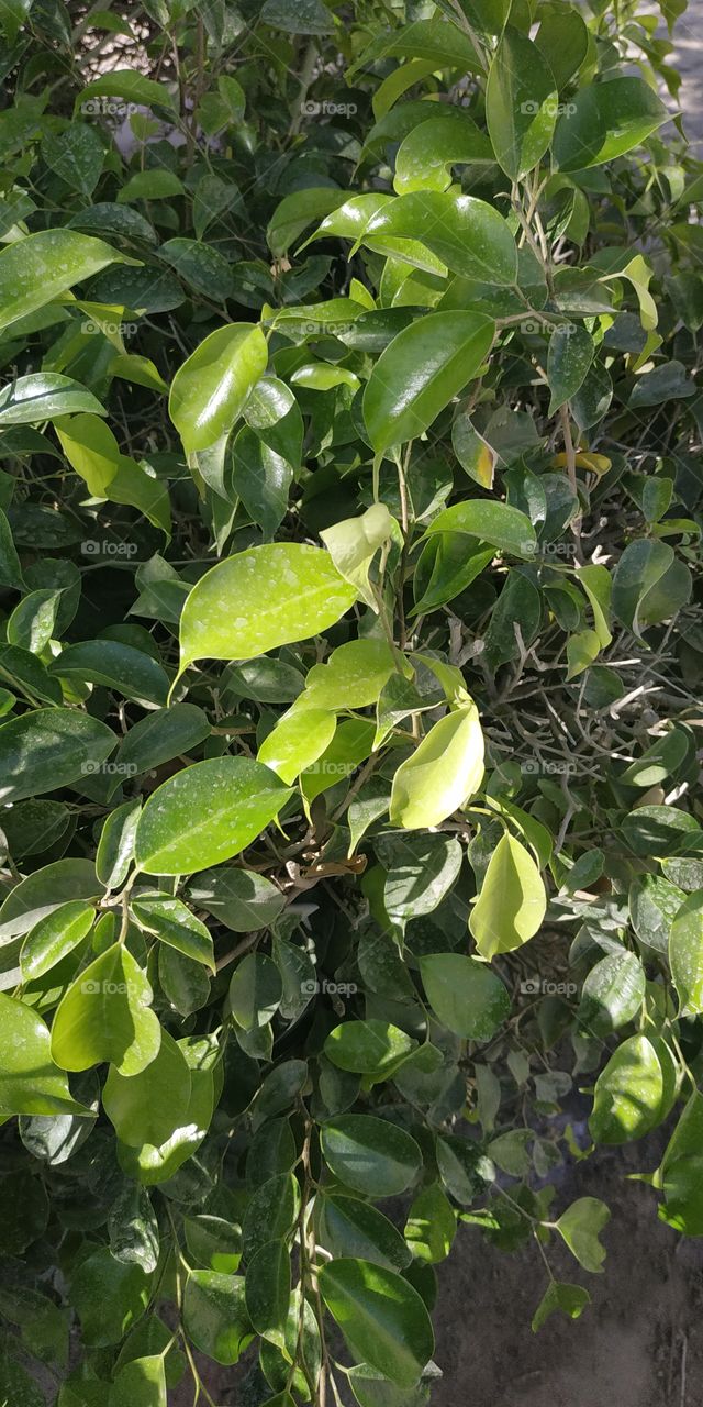 Decorative trees to beautify gardens ⁦❤️⁩