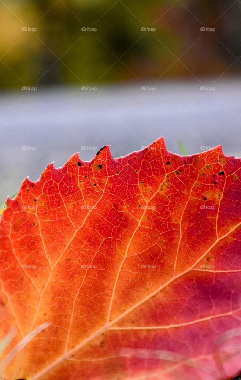 Fabolous fall colors of a leaf