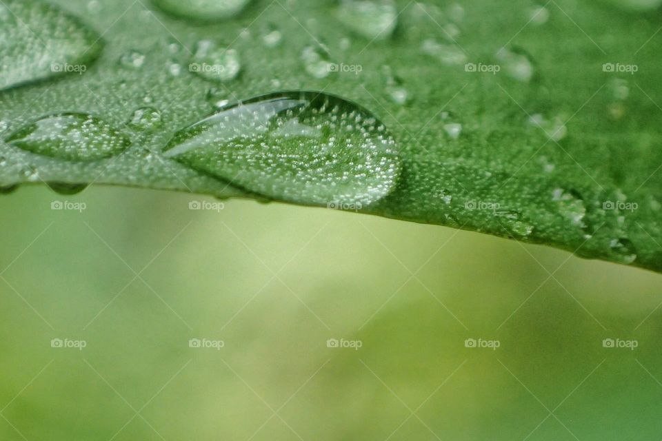 Raindrop on a leaf