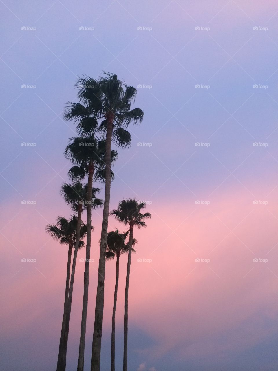 palm trees. florida