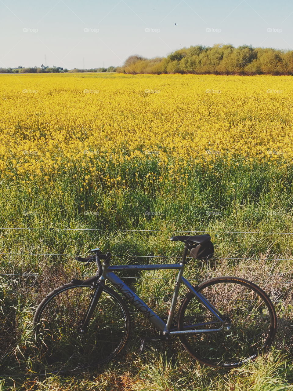 In a sea of flowers. I was cruising on my bike and found this amazing place. 