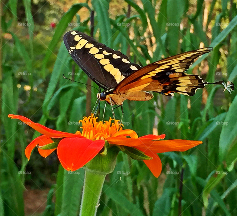 Butterfly on orange flower