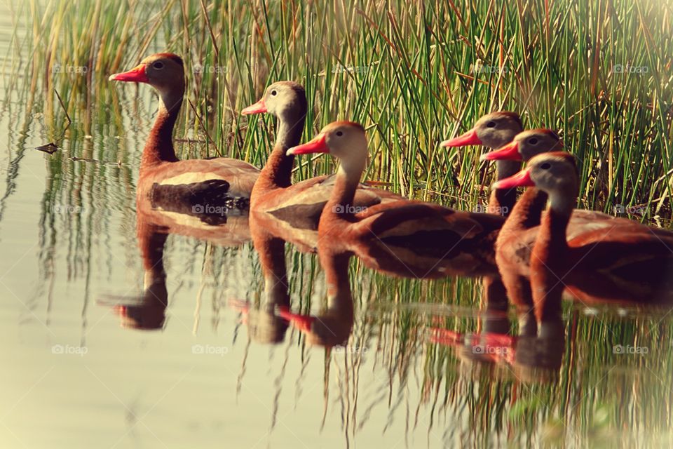 Black bellied whistling ducks enjoying a sunny day in the marsh.