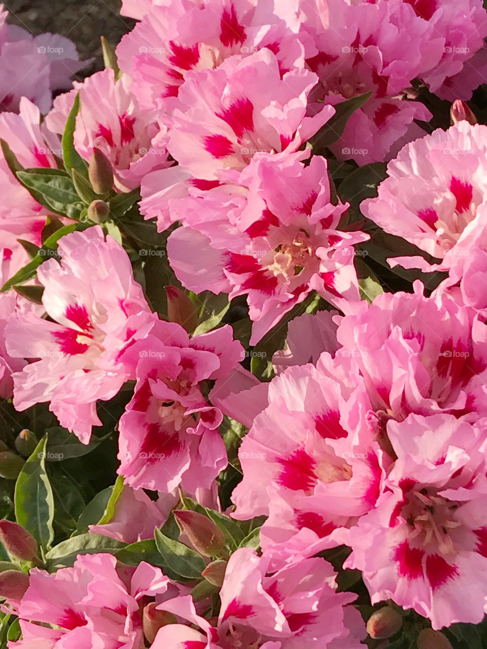Pink “Clarkia amoena “ or Godetia flowers 
