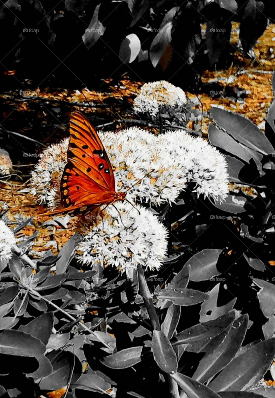 clash of color first signs of autumn  orange red butterfly on white flowers autumn leaves trail into green foliage