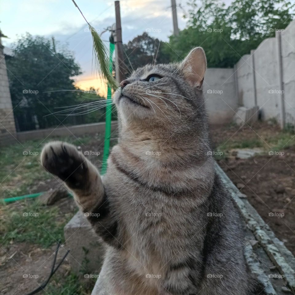 cat ، kitty ، kitty play 2022 ، وصول القط إلى spikelet ، وصول القط للعبة ، الكفوف اللطيفة ، أوكرانيا الرقيقة
cat ، kitty ، kitty play 2022 , wusul alqati 'iilaa spikelet , wusul alqati liluebat , alkufuf allatifat , 'uwkrania alraqiqa