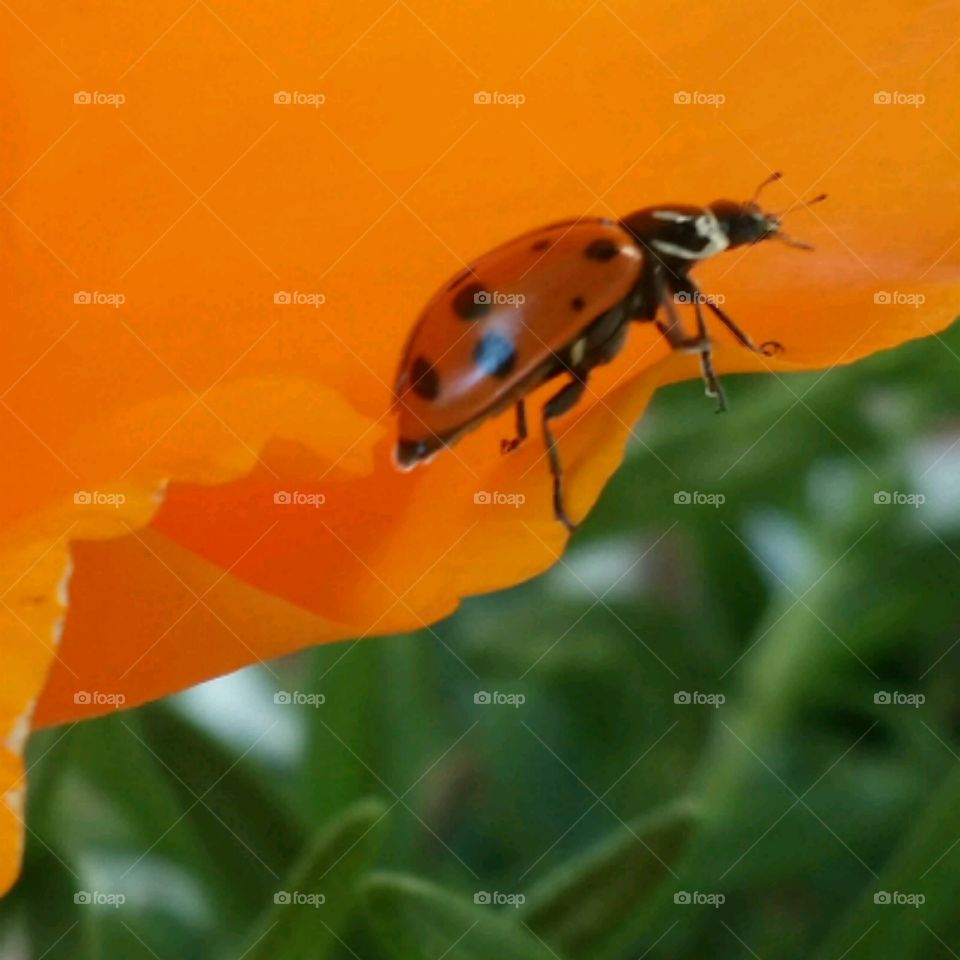 Ladybird on orange flower