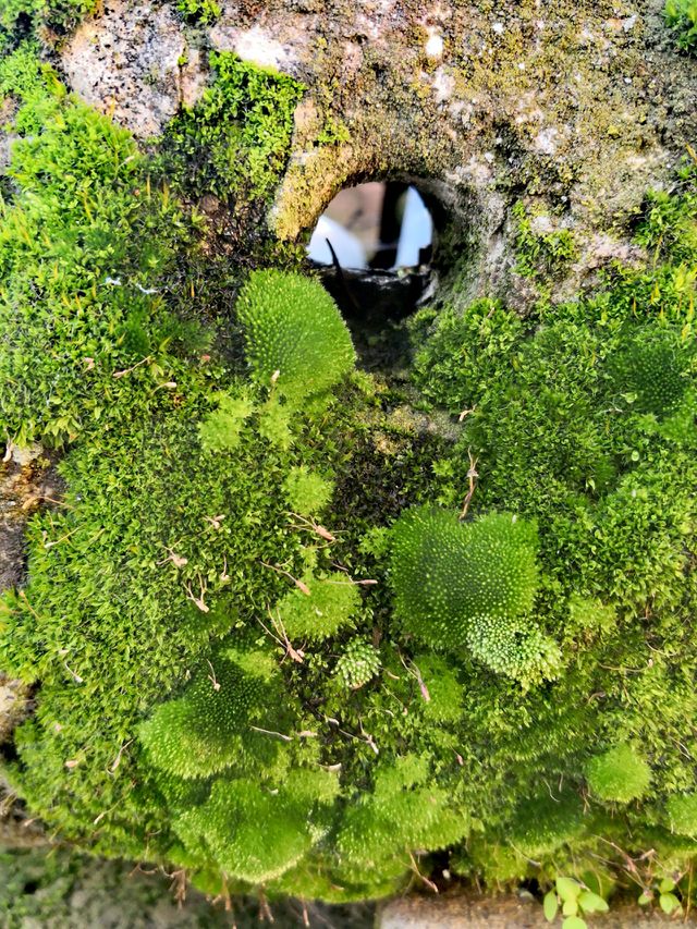 green moss