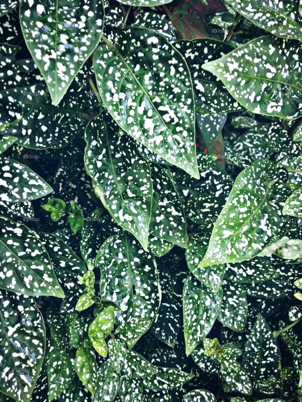 Folhagem delicada sarapintada de encanto.