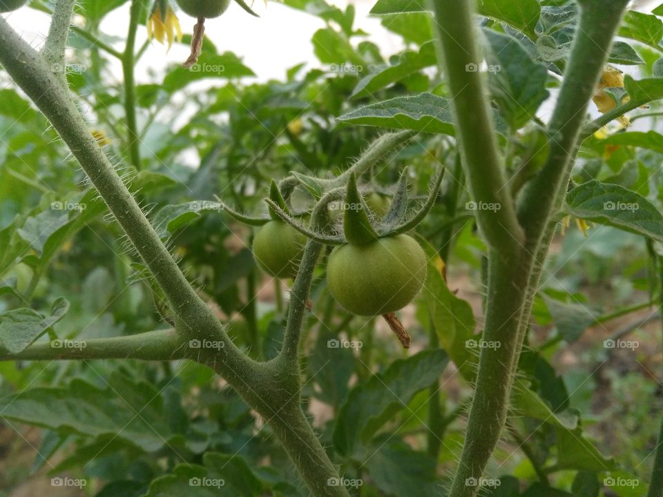 Tomato fruit in a plant.