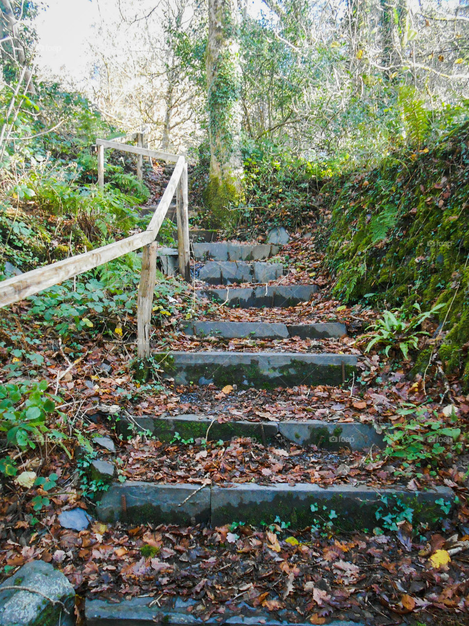 Stone steps in the woods