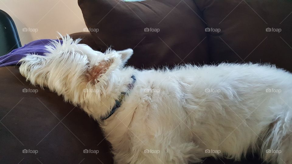 Westie taking a nap on chair