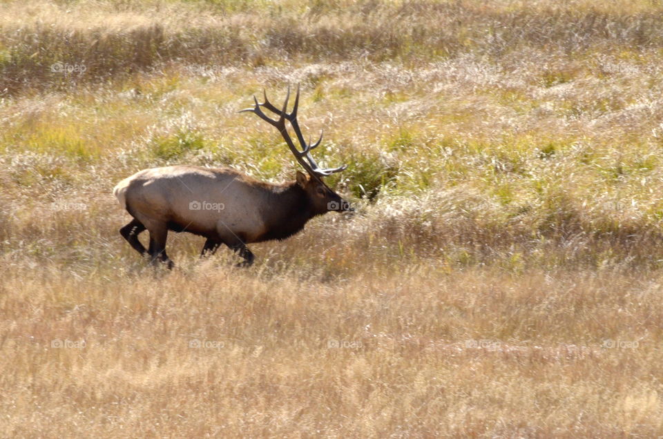 Defending the Ladies